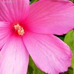 Mocsári hibiszkusz -RÓ 1 éves (Tavalyi áron!! chili, paradicsom, fólia, paprika) 12 FAJTA!!! fotó