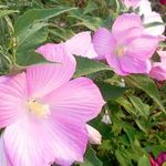 Mocsári hibiszkusz -VILRÓ 1 éves!! (Tavalyi áron!! chili, paradicsom, fólia, paprika) 12 FAJTA!!! fotó