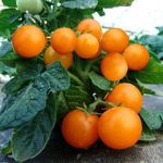BALKONPARADICSOM Narancs Pinokkió magok (5+) - BALKONLÁDÁBA IS! - P 256 fotó