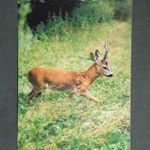 Képeslap, Szlovákia, Erdei állatok, Srnec horny, Európai őz , 1980- fotó