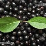 Fekete berkenye.......Aronia melanocarpa............../10mag/ NÖV.-284 fotó