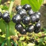 Amerikai kerti ÁFONYA - Solanum melanocerasum magok (40+) - AKCIÓ! - So 032 fotó