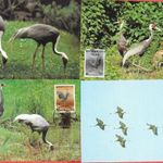 1988. Dél-Korea. , WWF Daru sor CARTE MAXIMUM fotó