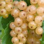 Fehér ribizli......./Ribes rubrum 'Blanka'/.....10 mag.........NÖV.-068 fotó