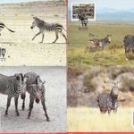 1991.Namíbia , WWF Hegyi zebra sor CARTE MAXIMUM fotó