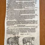1703 Juh és kos korabeli fametszeten - korai ábrázolás fotó