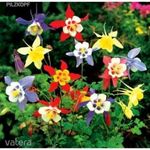 Harangláb (Aquilegia) színkeverék magok!20db mag Évelő! fotó