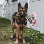 TESZT TERMÉK - NE ÜSD LE! Macska vagy nem macska vagy zsákbamacska fotó