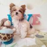 Gyönyörű szép Blueberry Yorkshire terrier (yorki) fotó