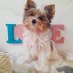 Gyönyörű szép Blueberry Yorkshire terrier (yorki) fotó