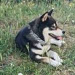 Shiba inu kan fedez fotó