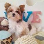 Gyönyörű szép Blueberry Yorkshire terrier (yorki) fotó