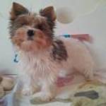 Gyönyörű szép Blueberry Yorkshire terrier (yorki) fotó