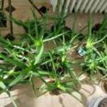 Eladó olcsón 50.cserép Aloe Vera növény fotó