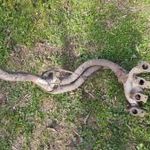 OPEL CALIBRA KIPUFOGÓ LEÖMLŐ C20NE fotó