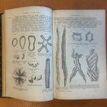 1872 A Növényország tankönyve. erdészek, gazdászok és gyógyszerészek részére. 890 fametszettel. fotó