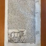 1550 Szürkemarha és méhkas Magyarország leírásával , Münster Cosmografia című enciklopédiából fotó