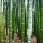 Moso Bambusz "Phyllostachys pubescens"Óriás Télálló bambusz magok!10db fotó