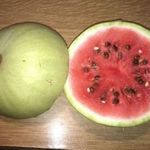 Toloxi hófehér/ Blanca Redonda de Rio Grande Tolox GÖRÖGDINNYE-Citrullus lanatus magok (5+) - Cl 016 fotó