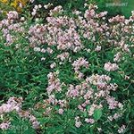 Orvosi Szappanfű-Saponaria officinalis....../10mag./ NÖV.-098 fotó