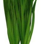Kínai metélőhagyma, ( Allium tuberosum)!50db mag.Évelő! fotó