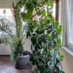 Szeretettel nevelt, gyönyörű, nagy, tarka sugár arália /Schefflera / 220 cm magas 20.000 ft fotó