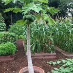 Önbeporzó papaya, Dinnyefa (Carica papaya 'solo') ... 5 mag......NÖV.-071 fotó