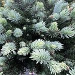 Gömb ezüstfenyő, törzsre oltott (Picea pungens 'Glauca Globosa') fotó