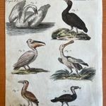 1801 Vízimadarak korabeli színezésű rézmetszeten - Megjelent : Bécsben 20 cm x 24 cm fotó