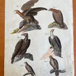 1801 Ragadozómadarak korabeli színezésű rézmetszeten - Megjelent : Bécsben 20 cm x 24 cm fotó