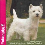 West Highland White Terrier fotó