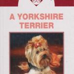 A yorkshire terrier fotó