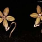 Bizsu 1 pár bézs fülbevaló virág imitáció gyönggyel 3 cm. új fotó
