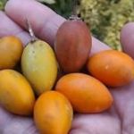 Spanyol CSERESZNYE - Mimusops elengi - (3+) magok - ÍZLETES KÜLÖNLEGESSÉG!!! - GX 124 fotó