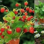 Erdei szamóca folyton termő földi eper (Fragaria vesca) magok!60db mag fotó
