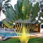 Utazók pálmája (Ravenala madagascariensis)!2db mag ritkaság fotó