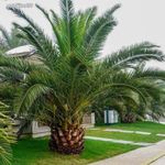 Kanári datolyapálma (Phoenix canariensis)............3 mag......NÖV.-079 fotó