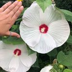 Hibiscus (LUNA White) ÓRIÁS VIRÁGÚ mocsári hibiscus!10 DB fotó