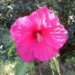 Hibiscus (LUNA ROSA) ÓRIÁS VIRÁGÚ mocsári hibiscus!10 DB fotó