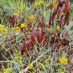 EZÜST SZENNA - Senna artemisioides magok (5+) - PÁRATLAN SZÉPSÉG! - Virágmagok - E 341 fotó