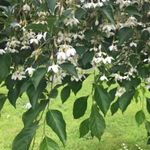 Japán hóvirágfa (styrax japonicus).....1 mag.........NÖV.-288 fotó