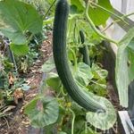 Örmény uborka (Cucumis melo)........3 mag........NÖV.-299 fotó