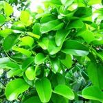 YANANG - Tiliacora triandra - (10+) magok - KÜLÖNLEGESSÉG! - F 242 fotó