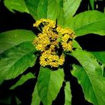 NGAI KÁMFOR / Sambong - Blumea balsamifera - (50+) magok - ÉRDEKESSÉG!! - E 307 fotó