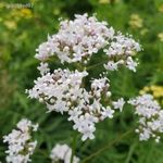 Orvosi macskagyökér (Valeriana officinalis).......50 mag.............NÖV.-391 fotó