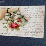 D207622 Cicák, Macska Kiscica Fox Paris 1904 -képeslap fotó