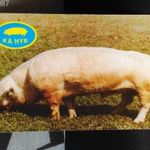 D1 kártyanaptár sertés disznó 1979 KA-HYB Kaposvár fotó