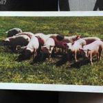 D1 kártyanaptár sertés disznó 1981 Hungahib Herceghalom fotó