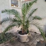 Szeretettel nevelt, gyönyörű, nagy, egészséges pálma keresi új helyét fotó