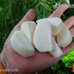 Giant Jicama gyökér ..GIANT JICAMA BEAN....../5mag/....KÜLÖNLEGESSÉG. NÖV.-006 fotó
